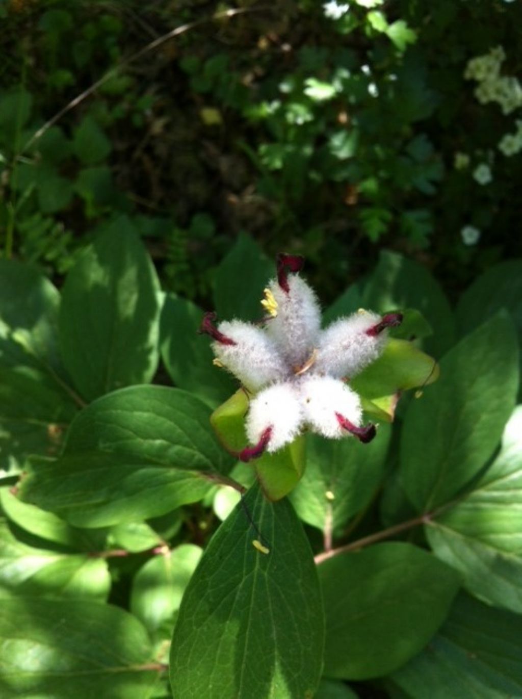 Paeonia mascula